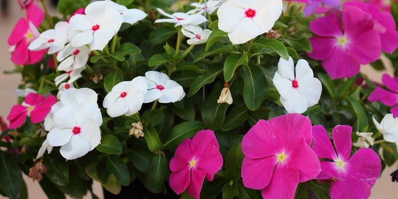 Klasifikasi dan Teknik Budidaya Tapak Dara