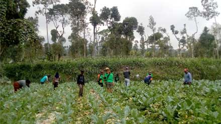 Petani Dibantu Relawan Panen