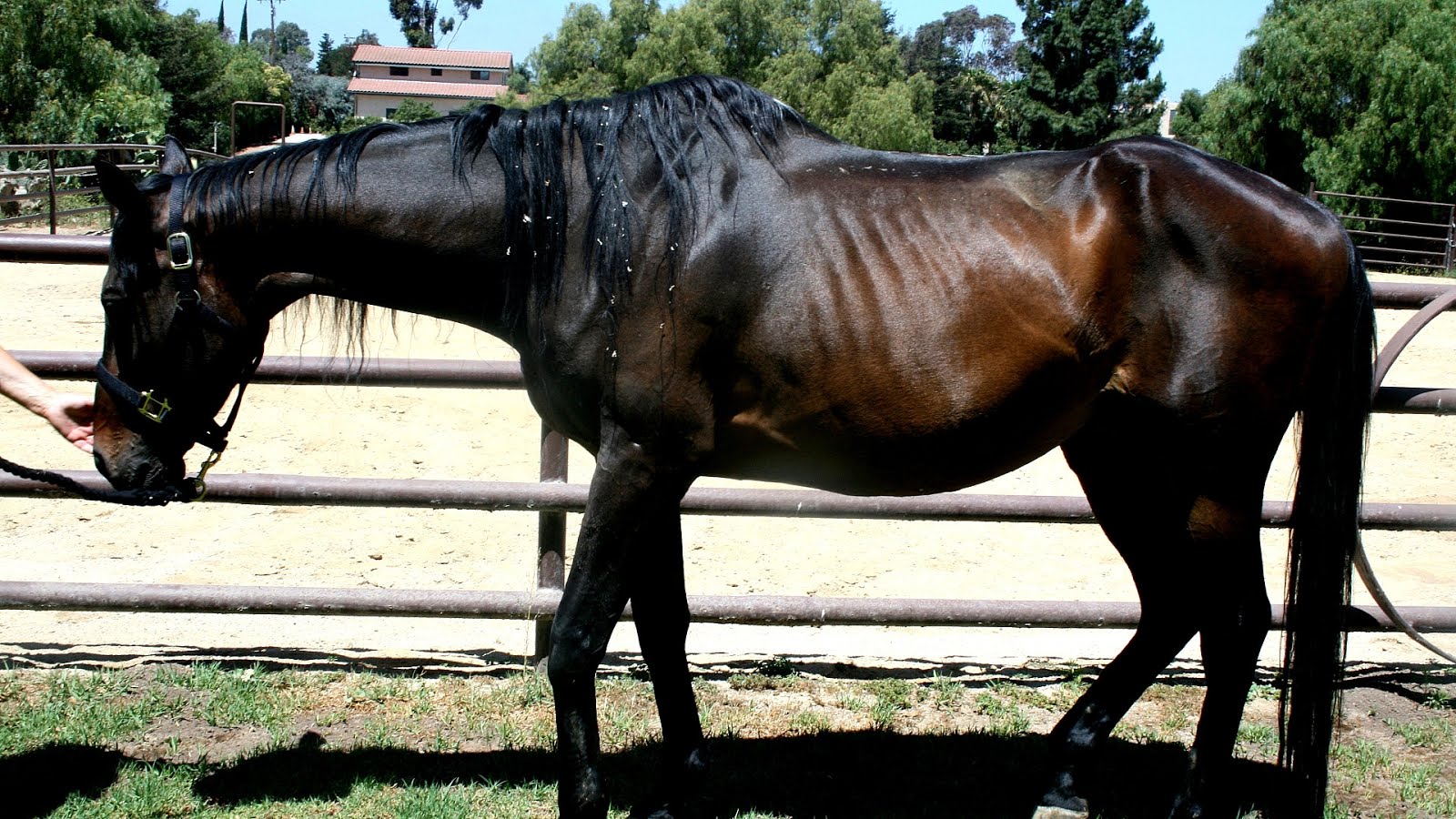 Spindles Farm Neglected Horses Horse Choices