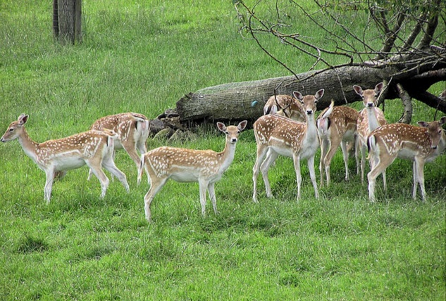 Gambar Rusa | Kumpulan Gambar