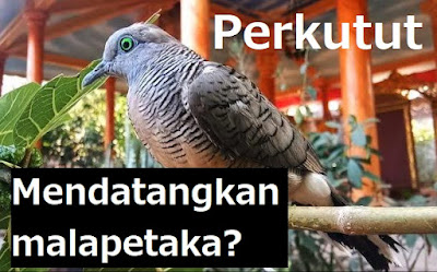 Mitos burung Perkutut, mengundang malapetaka