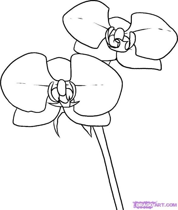 Coloring Pages Orchid Flower / Noble Nations Flowers Coloring | H-I-J-K-L Haiti - Luxembourg - Coloring pages orchid will introduce kids to the image of one of the most beautiful and unusual flowering plants on our planet.