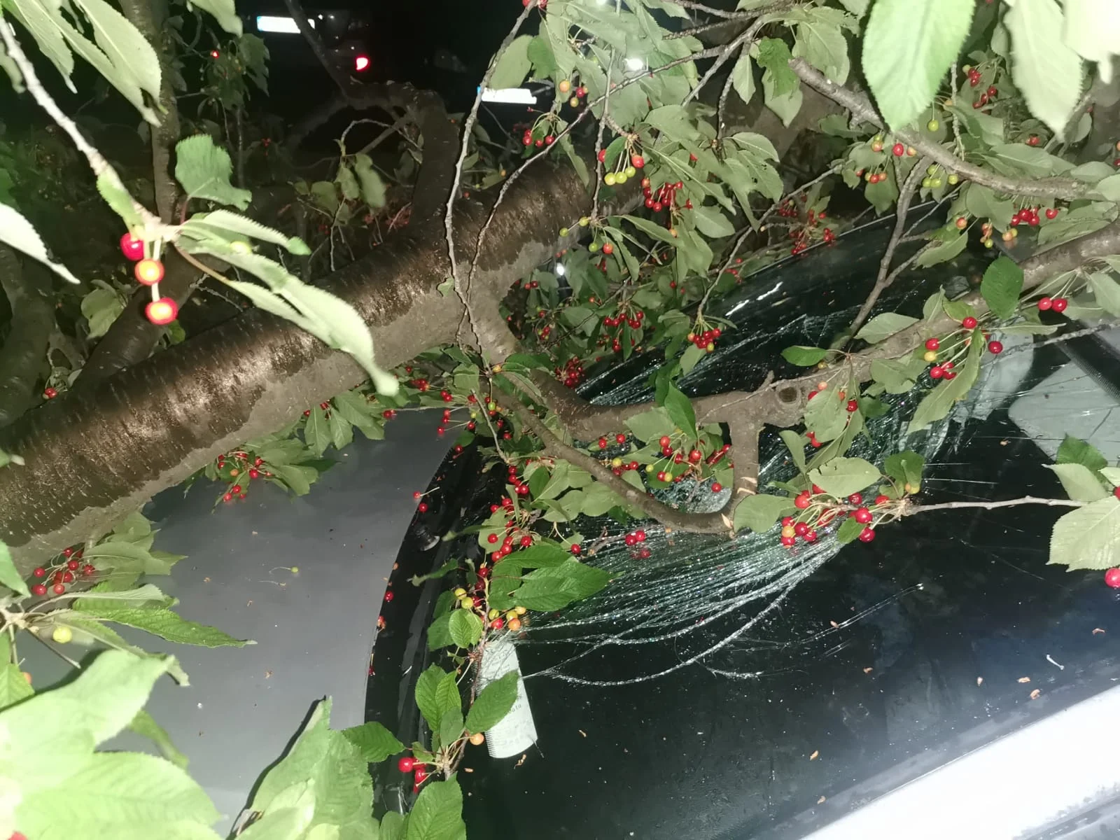 Arbore căzut mașină Suceava