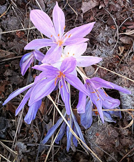 autumn crocus