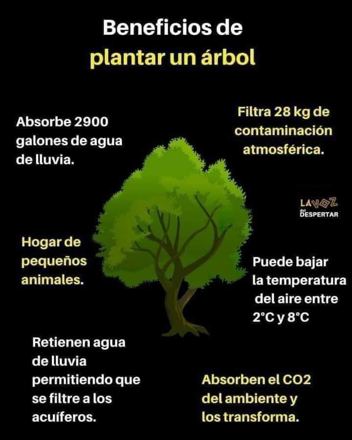 EL RINCÓN DE SEXTO A BENEFICIOS DE PLANTAR UN ÁRBOL