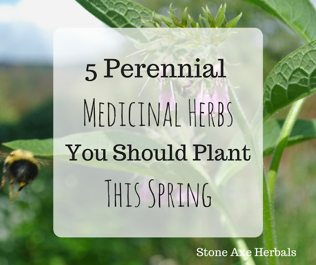 5 Perennial Medicinal Herbs You Should Plant This Spring