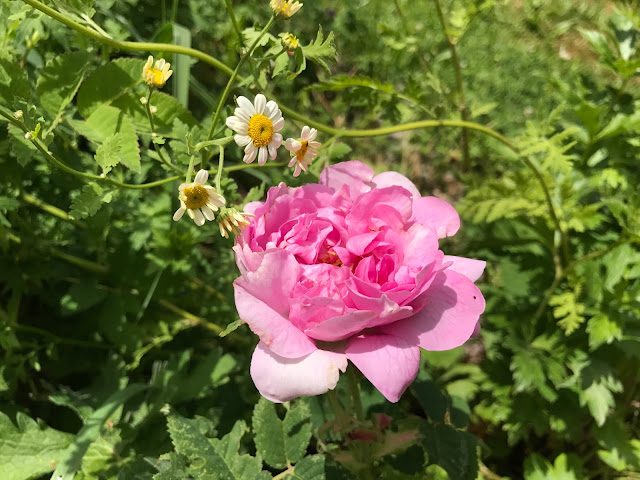 Mutterkraut Empress Josephine (c) by Joachim Wenk