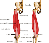 muscles quadriceps