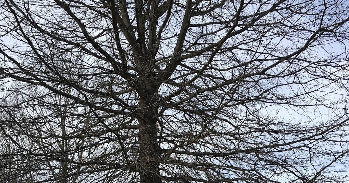 The Turkey Oak Tree MEIOSIS & PLANT REPRODUCTION