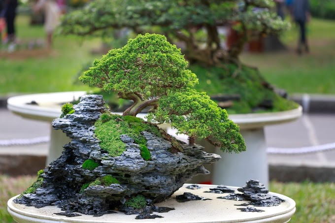 Bonsai at home: how to properly care for the dwarf trees