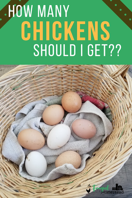 Get the simple answer for how many chickens do i need for eggs or meat.