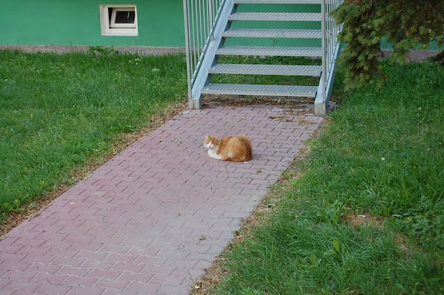 DSC_6156.JPG