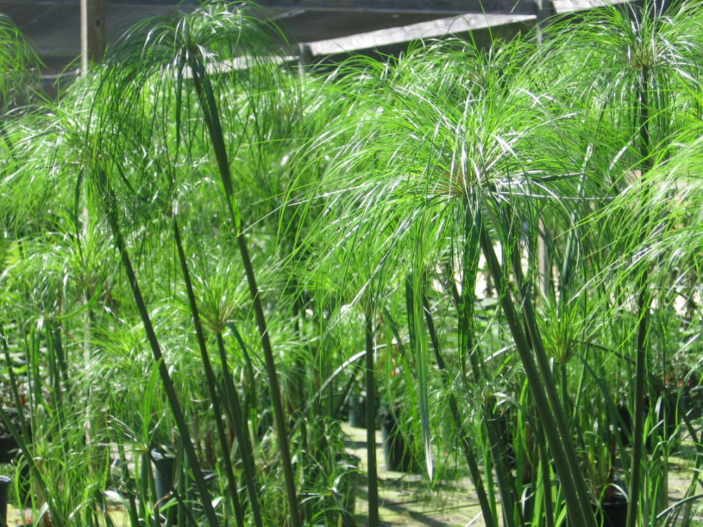 papyrus cyperus tanaman dimana sahaja dijaga dinamakan ditanam cantik aquatic