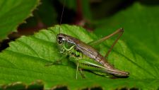 Orthoptera & Allied Insects