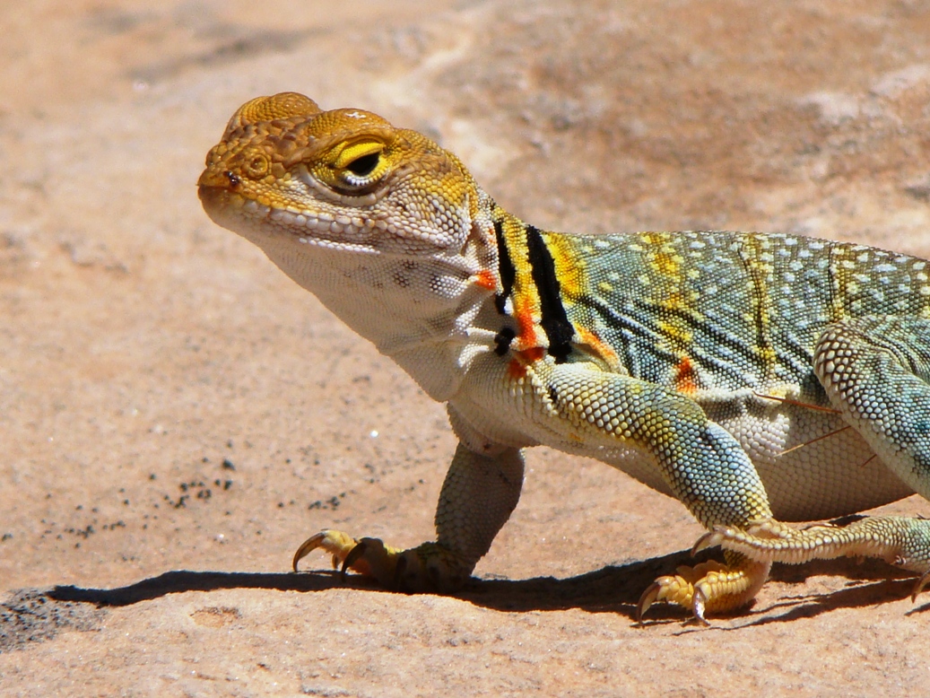 Geotripper: A Collared Lizard for World Lizard Day