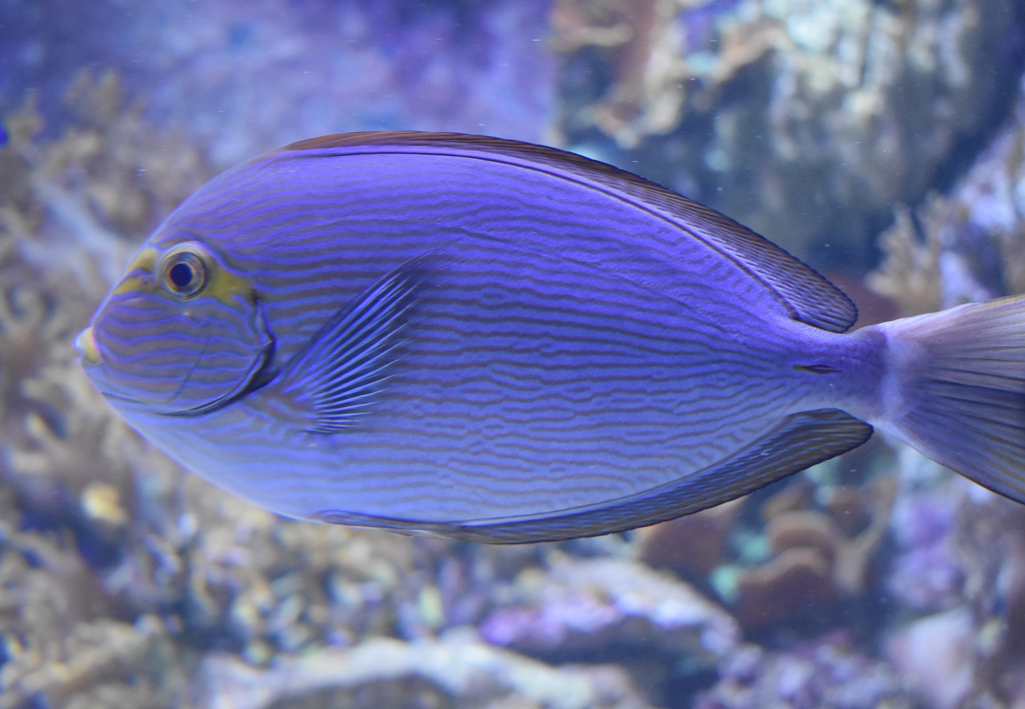 ZOOTOGRAFIANDO (6.096 ANIMALS) PEZ CIRUJANO ALARGADO / ELONGATE SURGEONFISH (Acanthurus mata)
