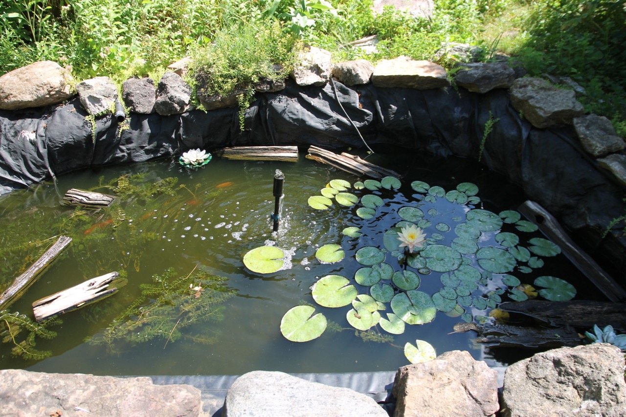 Reflections from Crumbly Acres water fountain, goldfish pond, kiddie pool