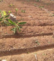 permanent raised beds permanent raised beds