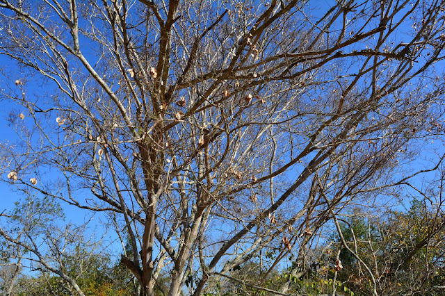 Pteleopsis myrtifolia Pteleopsis myrtifolia