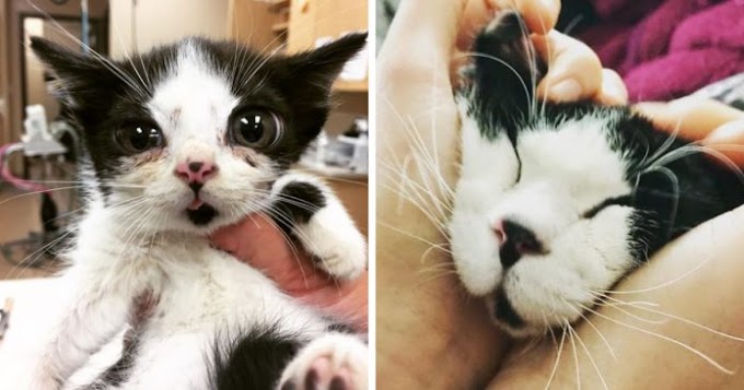 Abandoned Kitten With Huge ‘Glass’ Eyes Was Found On A Porch And Now Had A New Home
