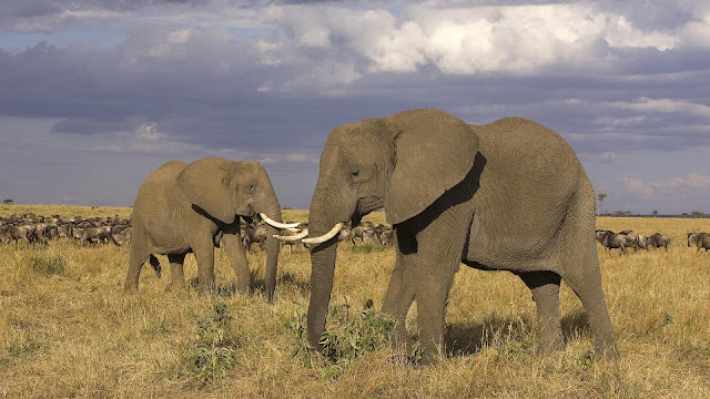 Photo with two big African elephants