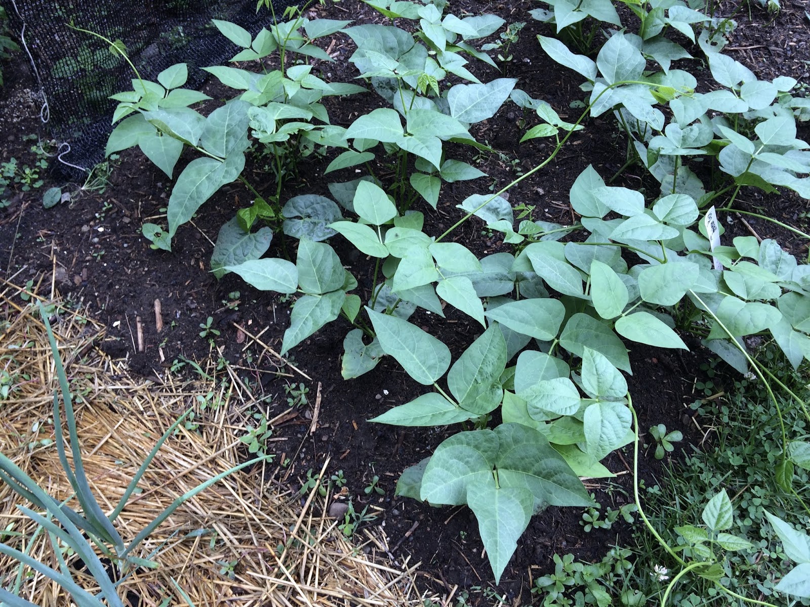 Gardening With Friends Compost The Gardener’s Gold