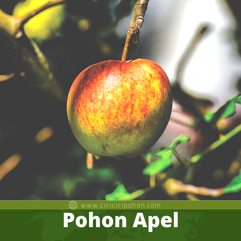 Pohon Apel