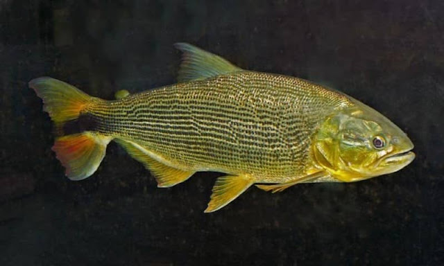 ikan predator golden dorado