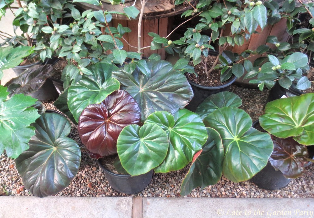 Late to the Garden Party Local Nurseries Plants, chickens, cats & dogs