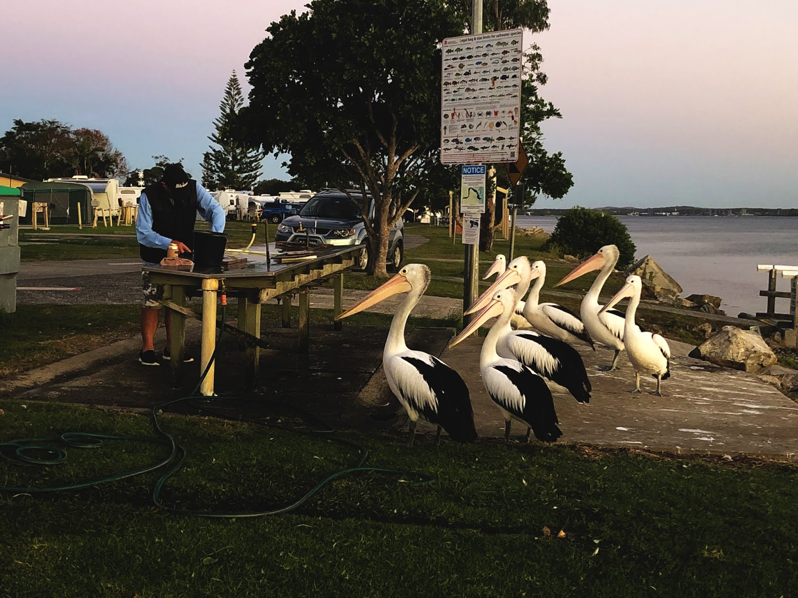 Australia, Nowa Południowa Walia, wakacje, zdjęcia z podróży, pelikany sutralijskie czekają na resztki od rybaka