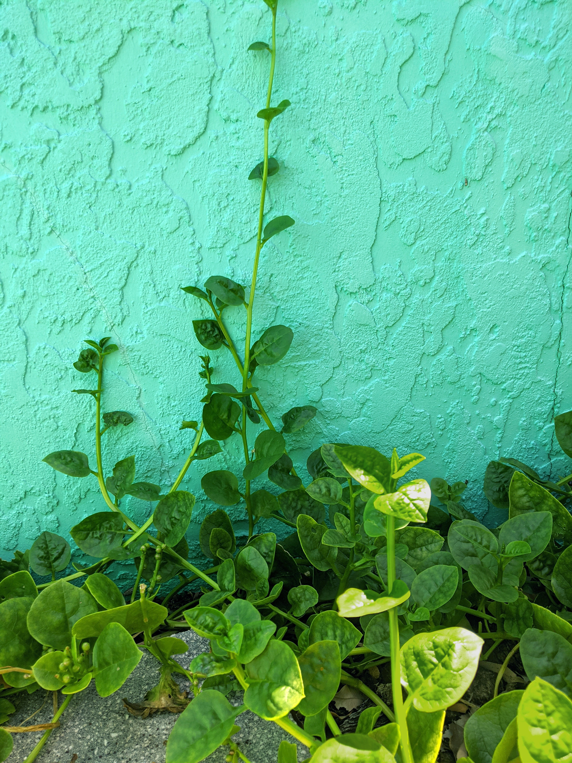 groundbreaking roots: reliably yours, malabar spinach
