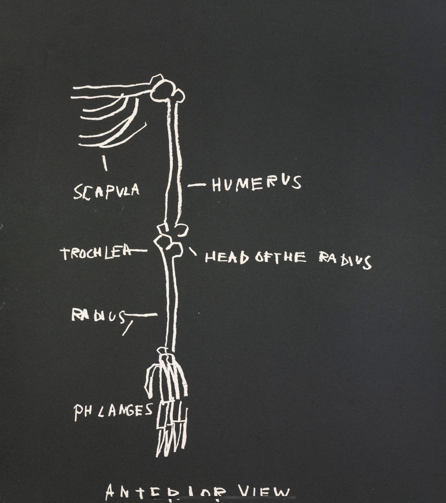 Illustrations Anatomiques Anciennes1300 1850 Novembre 19