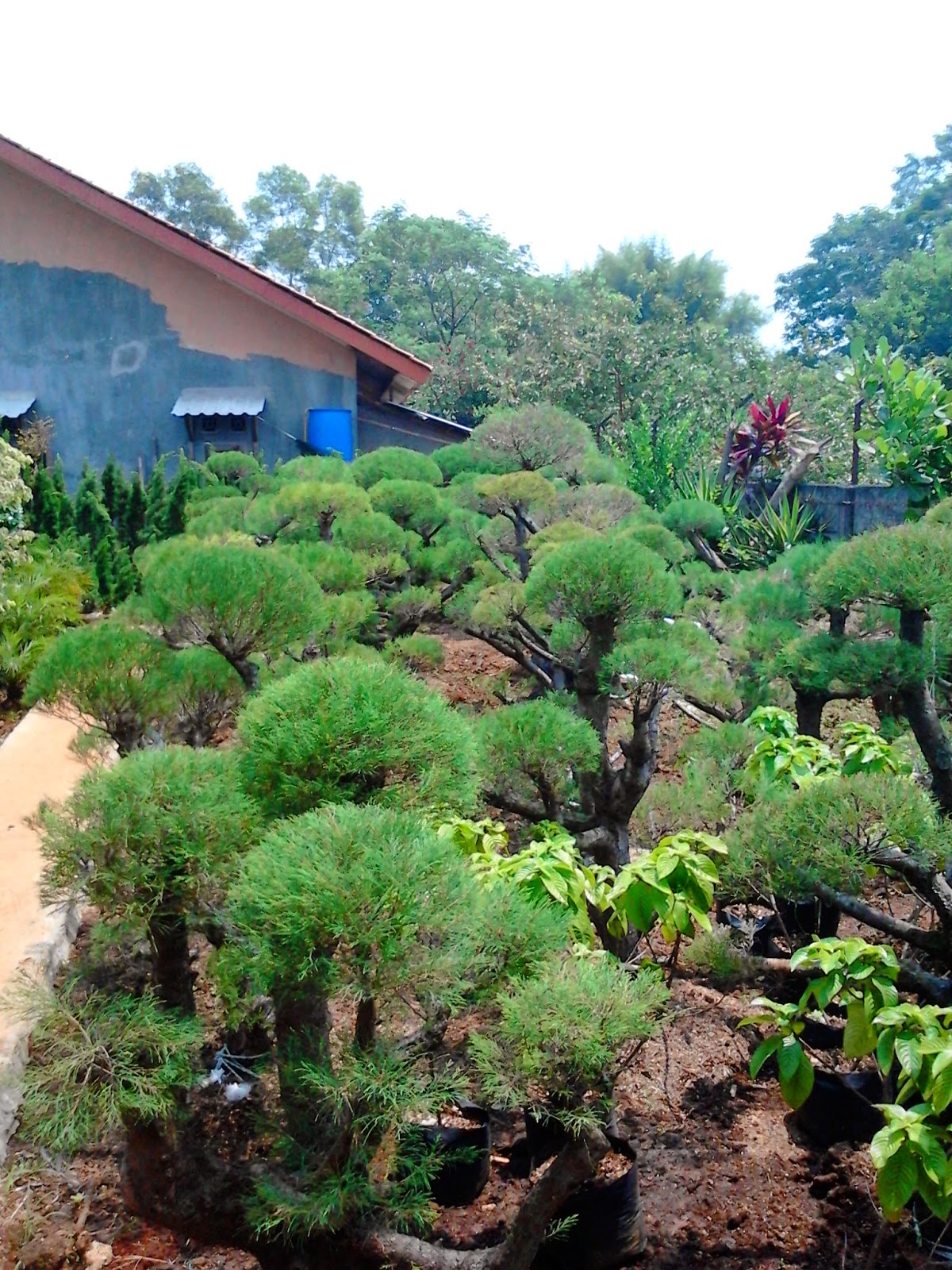 Jual pohon bonsai  serut untuk  taman tukang taman dan 