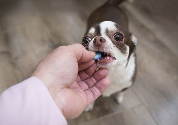 Small-chihuahua-being-given-a-medicine-pill.jpg?profile=RESIZE_710x
