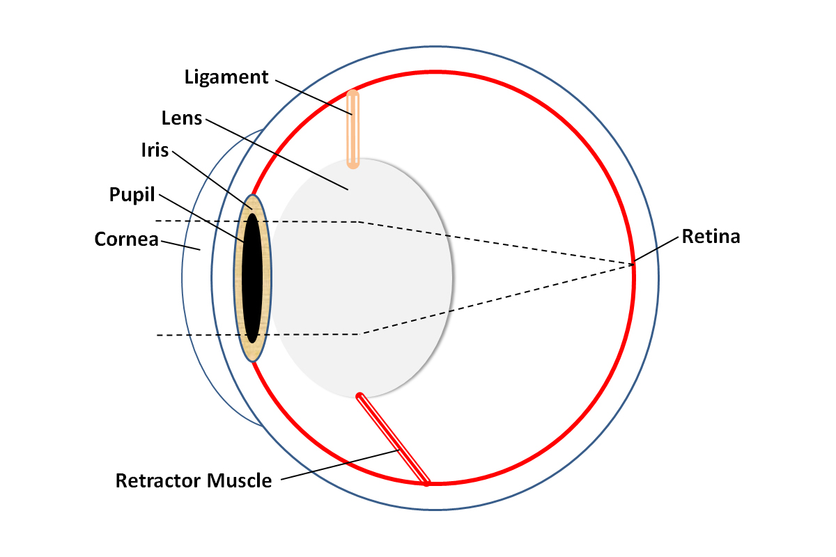 TroutFodder Through the Eyes of a Trout
