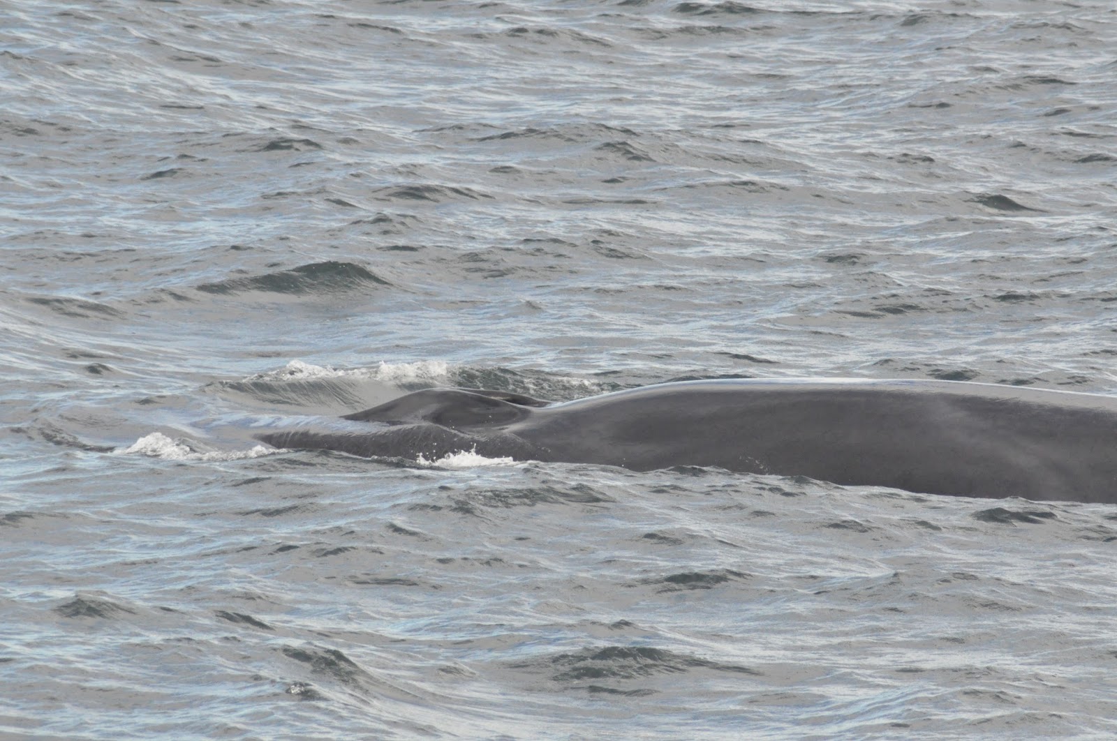 Blue Ocean Society's Whale Sightings: September 15 Atlantic Queen