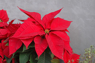 ポインセチア