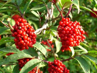 Энергия и магия лекарственных трав: где и как использовать, Энергетические магические и обережные свойства растений: где и как использовать, талисманы и обереги, народные поверья, как очистить дом с помощью растений, http://prazdnichnymir.ru/