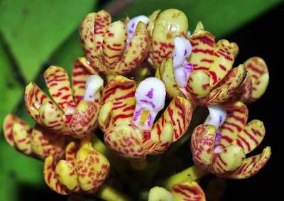 ดอกเอื้องสารภี Acampe praemorsa var. longepedunculata กล้วยไม้