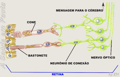 Esquema da transformação da imagem formada na retina, em mensagens ele´trica para o cérebro