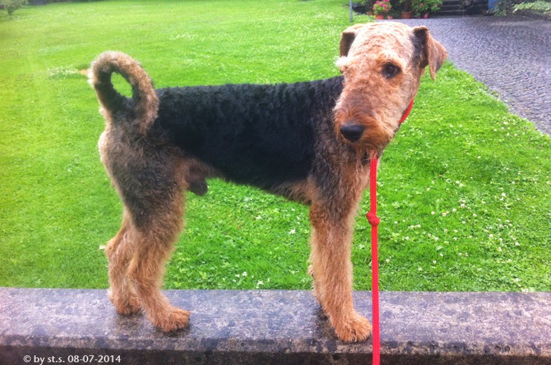 Aus dem Leben eines Airedales