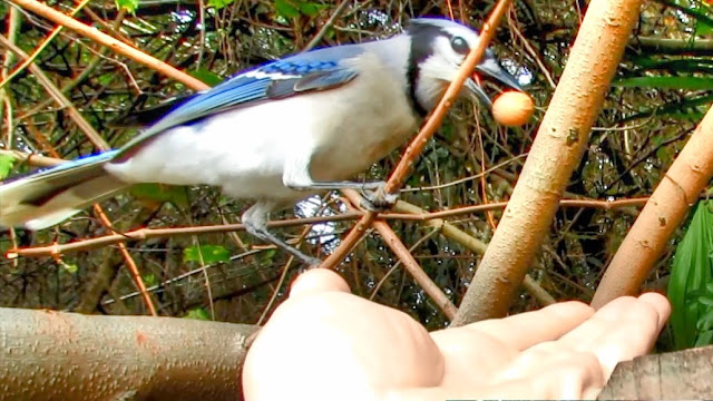 Hand Feeding a Blue Jay