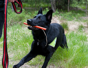 Joy runderer på kennelsamling