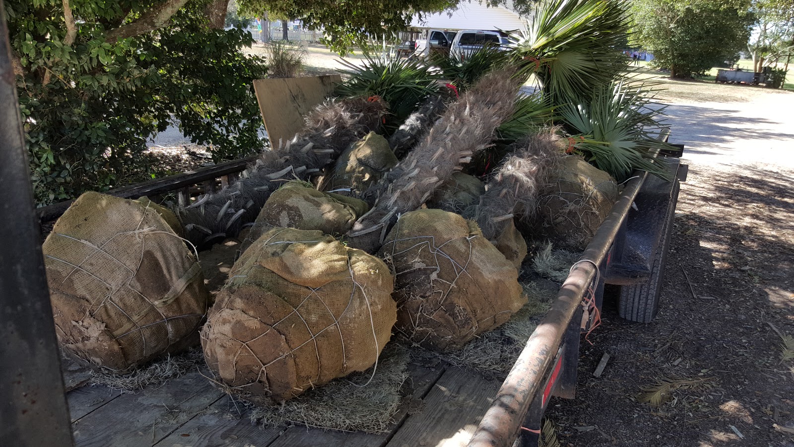 Cold Hardy Palm Trees in Houston Windmill palms Trachycarpus