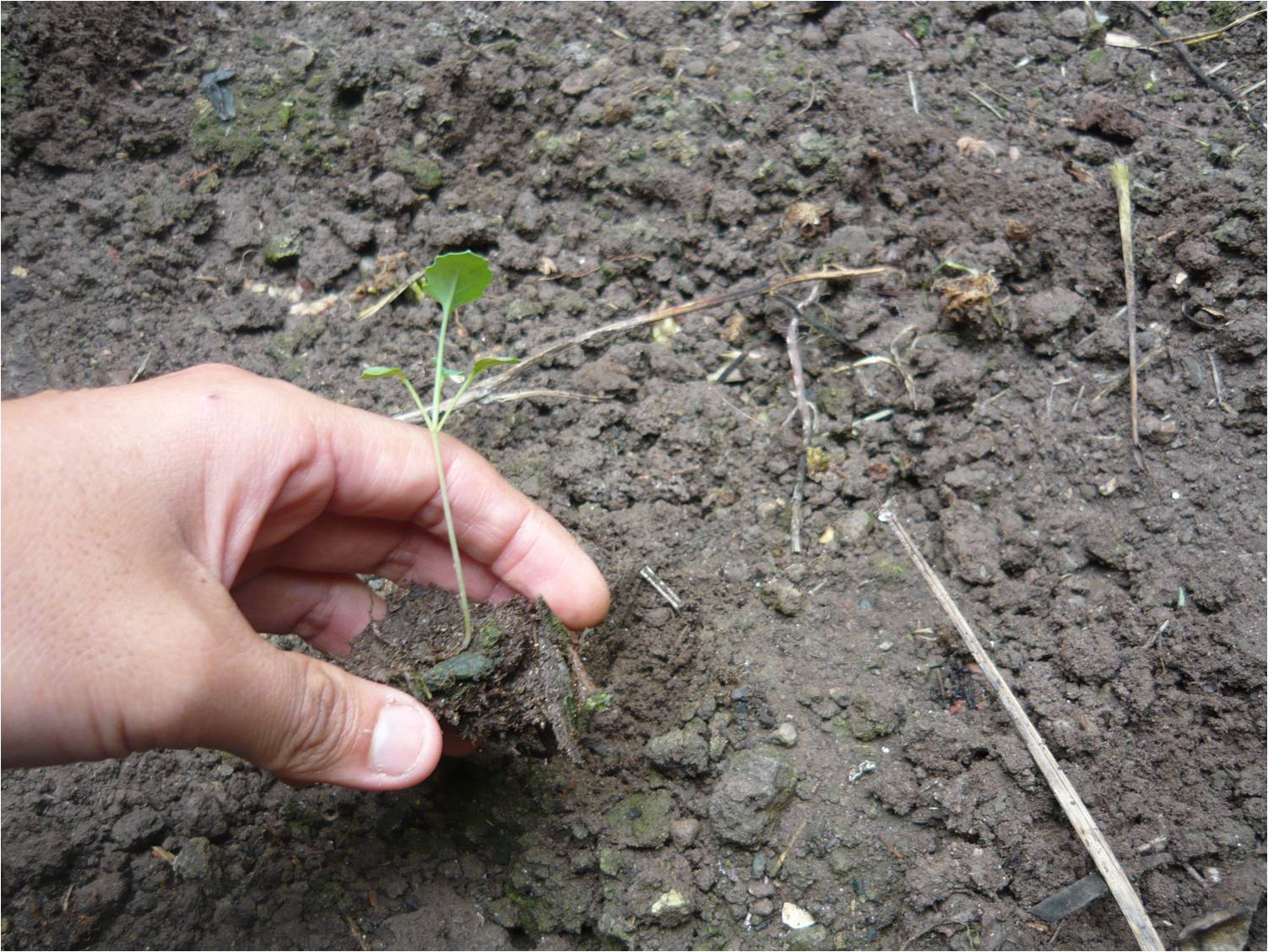 ALTERNATIVA ECOLÓGICA: CULTIVO DE BRÓCOLI