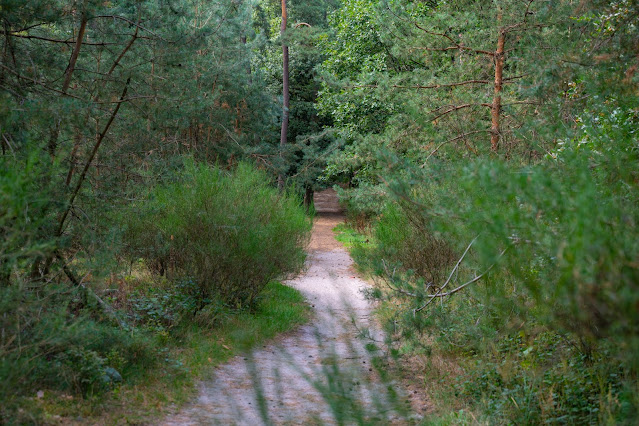 Kalmit-Felsenmeer-Tour | Maikammer | Wanderung Südliche Weinstraße 07