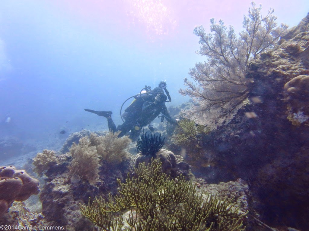 DUP, digital underwater photography