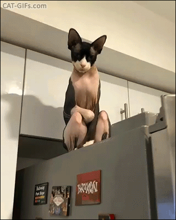 Weird Cat GIF • Sphynx cat looking like Dobby sitting on his throne judging all measly humans Weird Cat GIF • Sphynx cat looking like Dobby sitting on his throne judging all measly humans