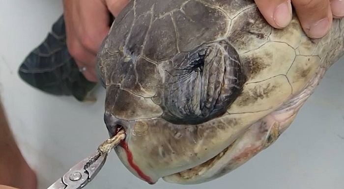 Żółw morski, plastikowa słomka w nozdrzach, ekologia 