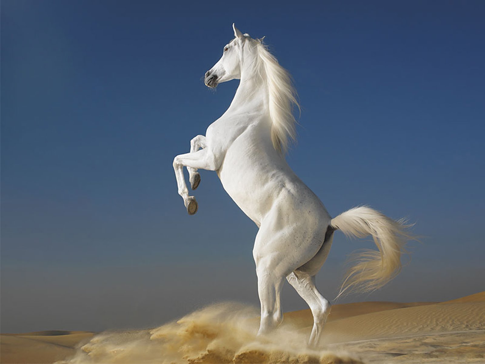 White_Horse_-_best_computer_backgrounds.jpg